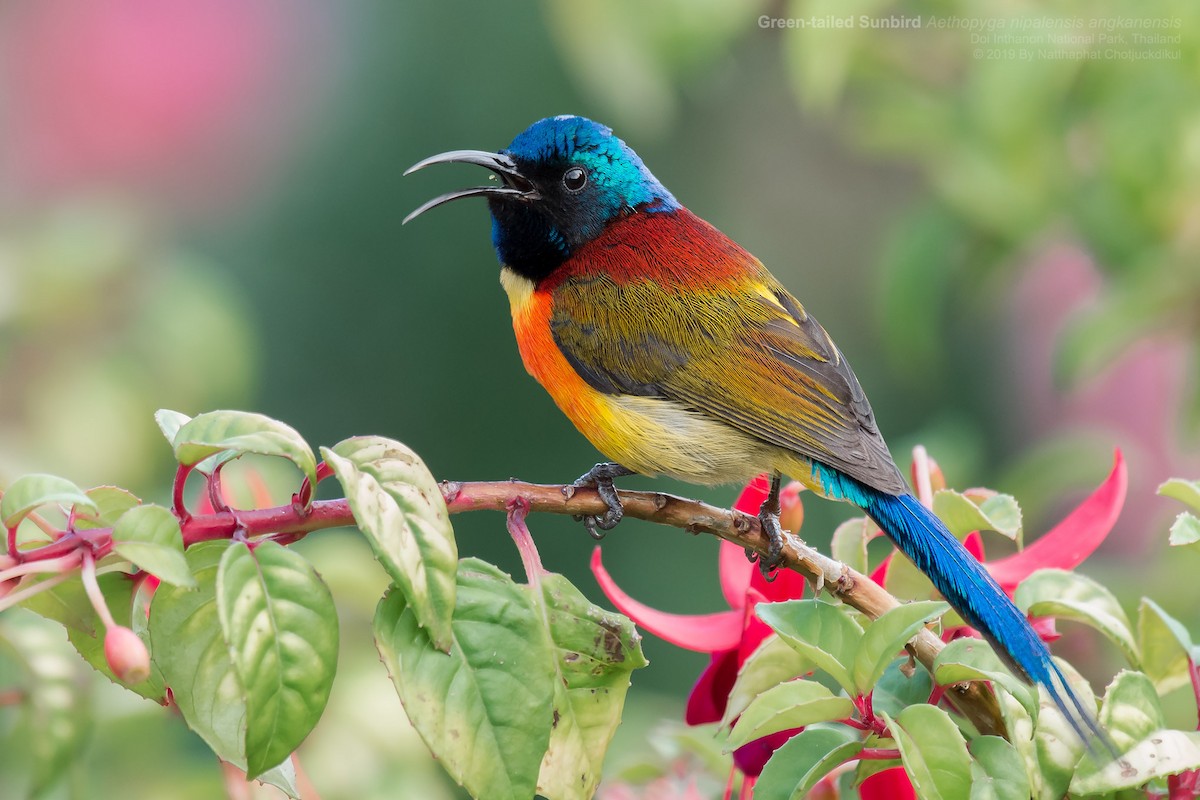 Green-tailed Sunbird (Doi Inthanon) - Natthaphat Chotjuckdikul