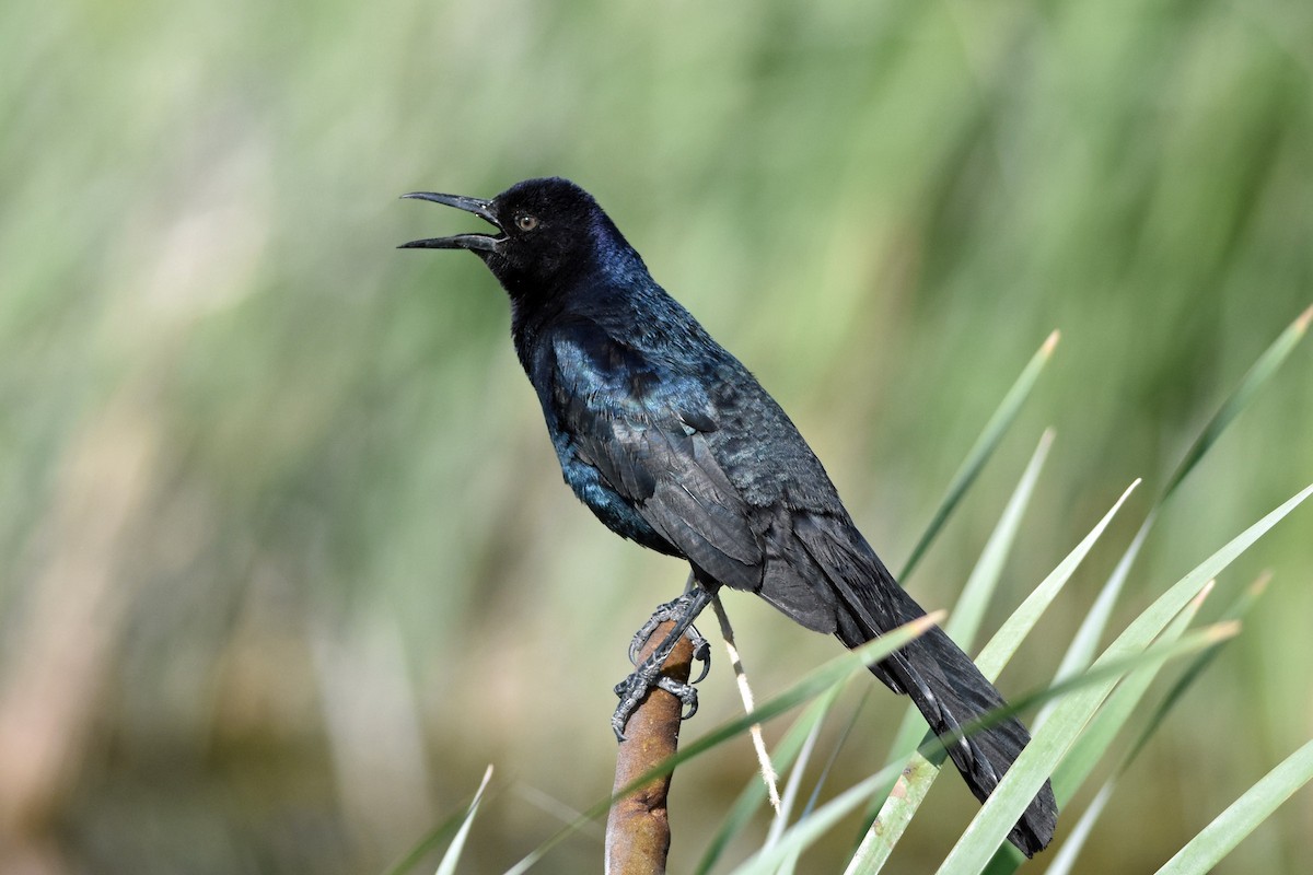 Boat-tailed Grackle - ML161405911