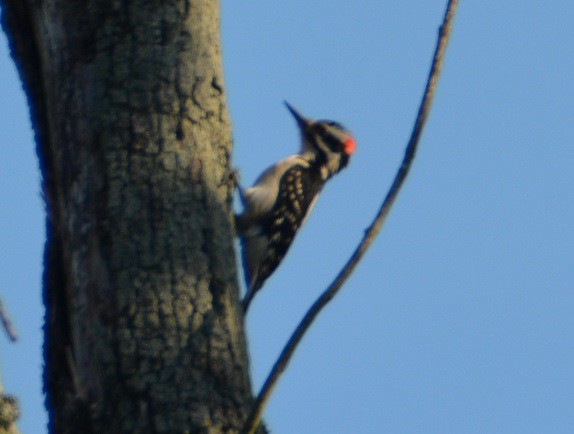 Hairy Woodpecker - ML161410121