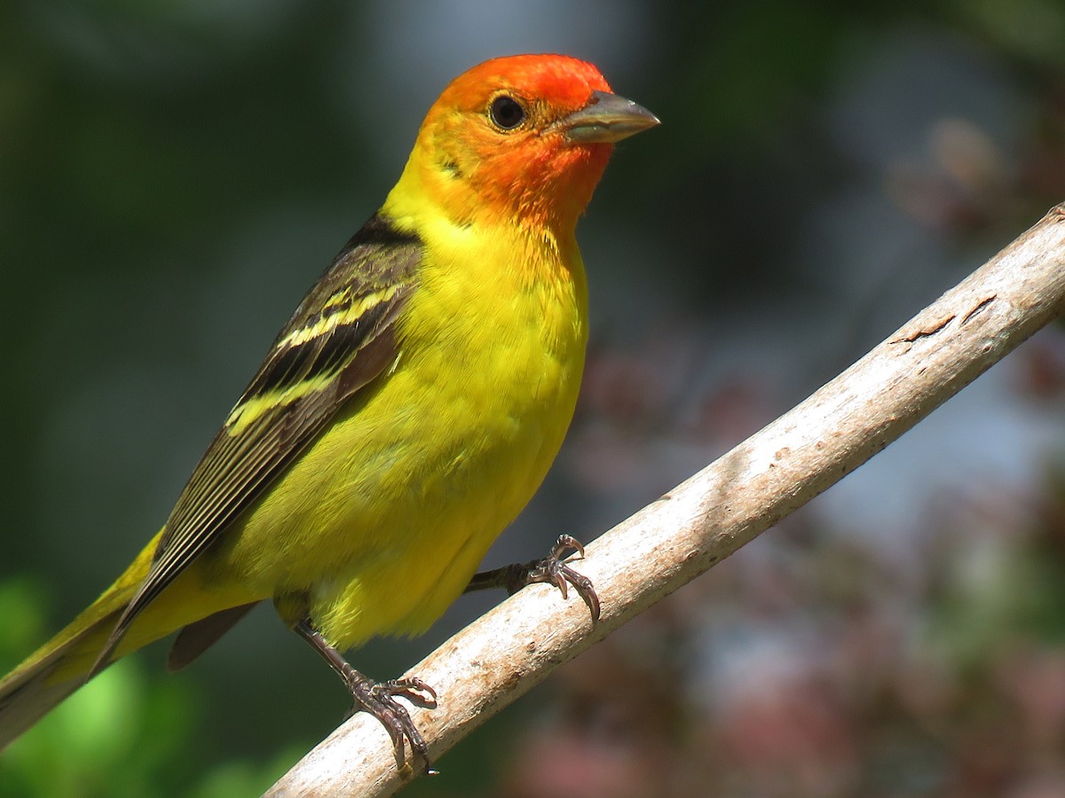 Western Tanager - ML161413501