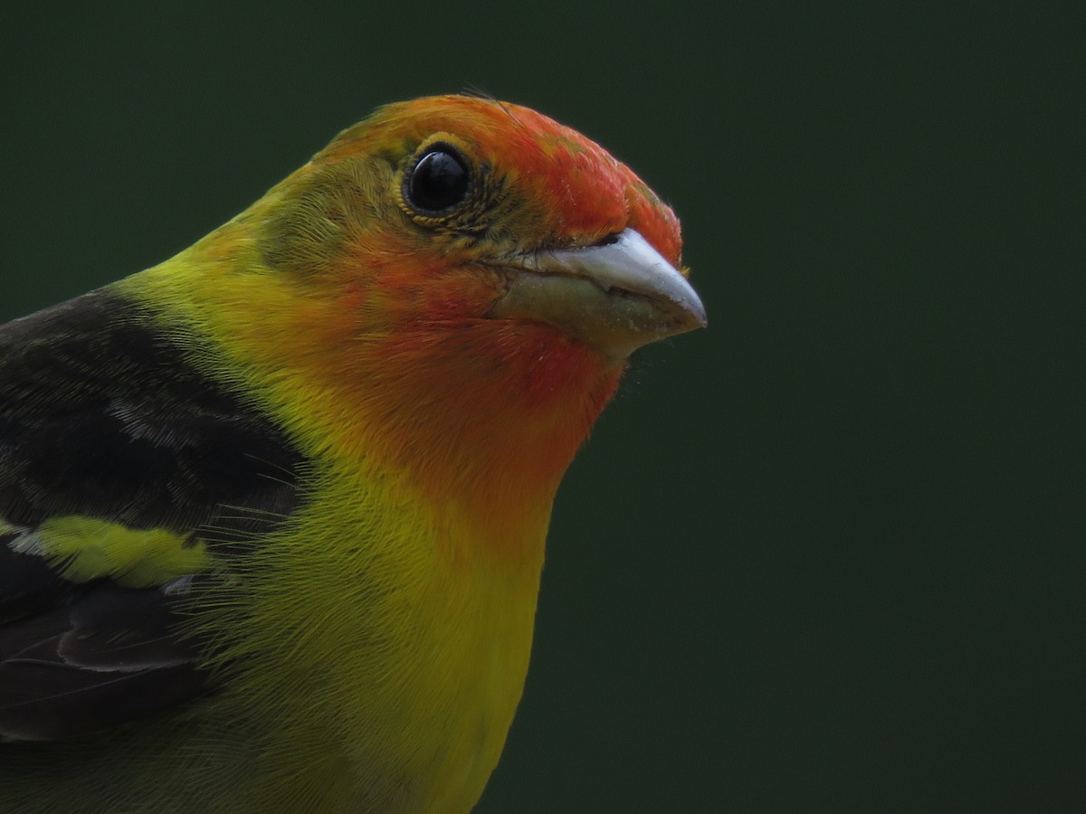 Western Tanager - ML161413731