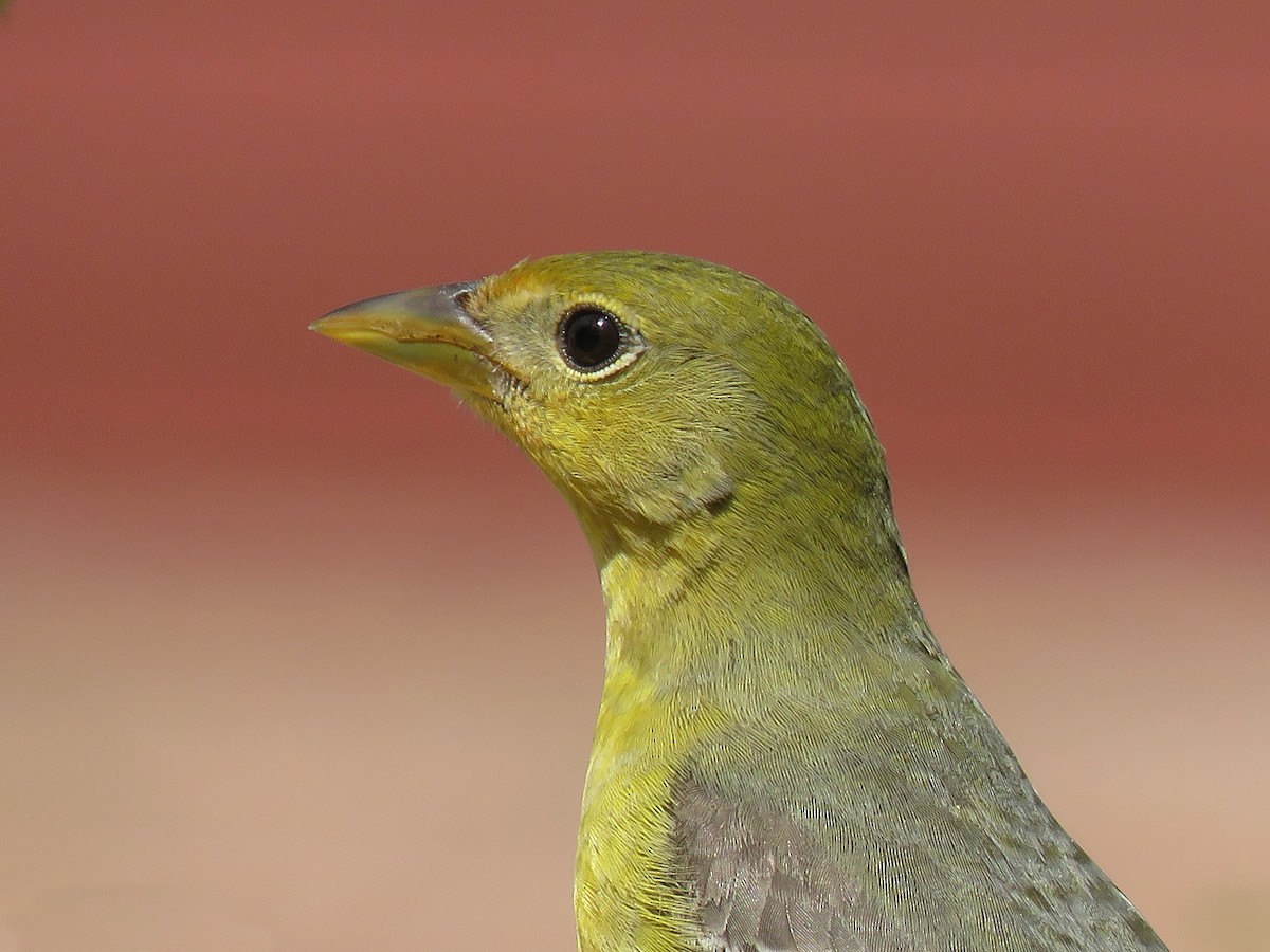 Western Tanager - ML161414361