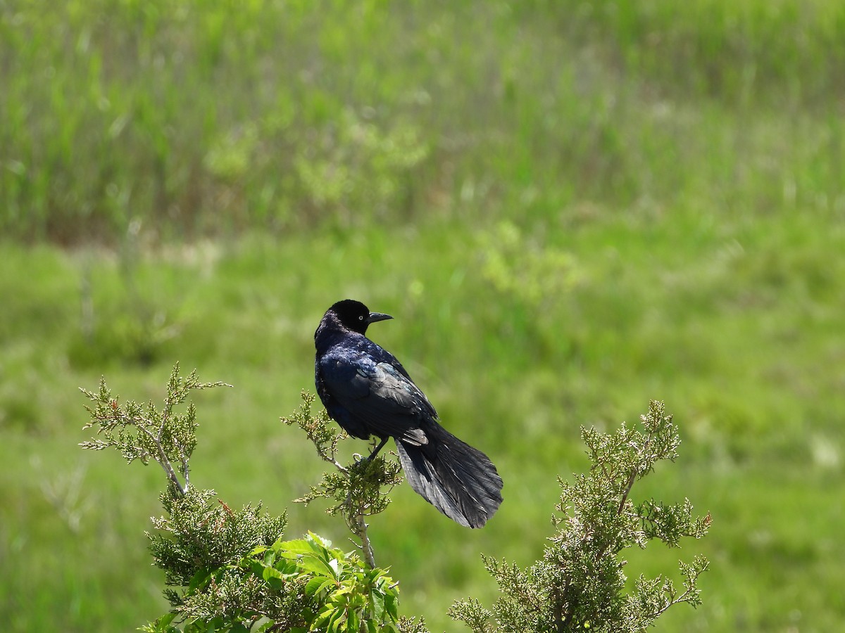 Boat-tailed Grackle - ML161417461