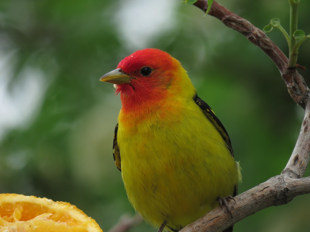 Western Tanager - ML161419251