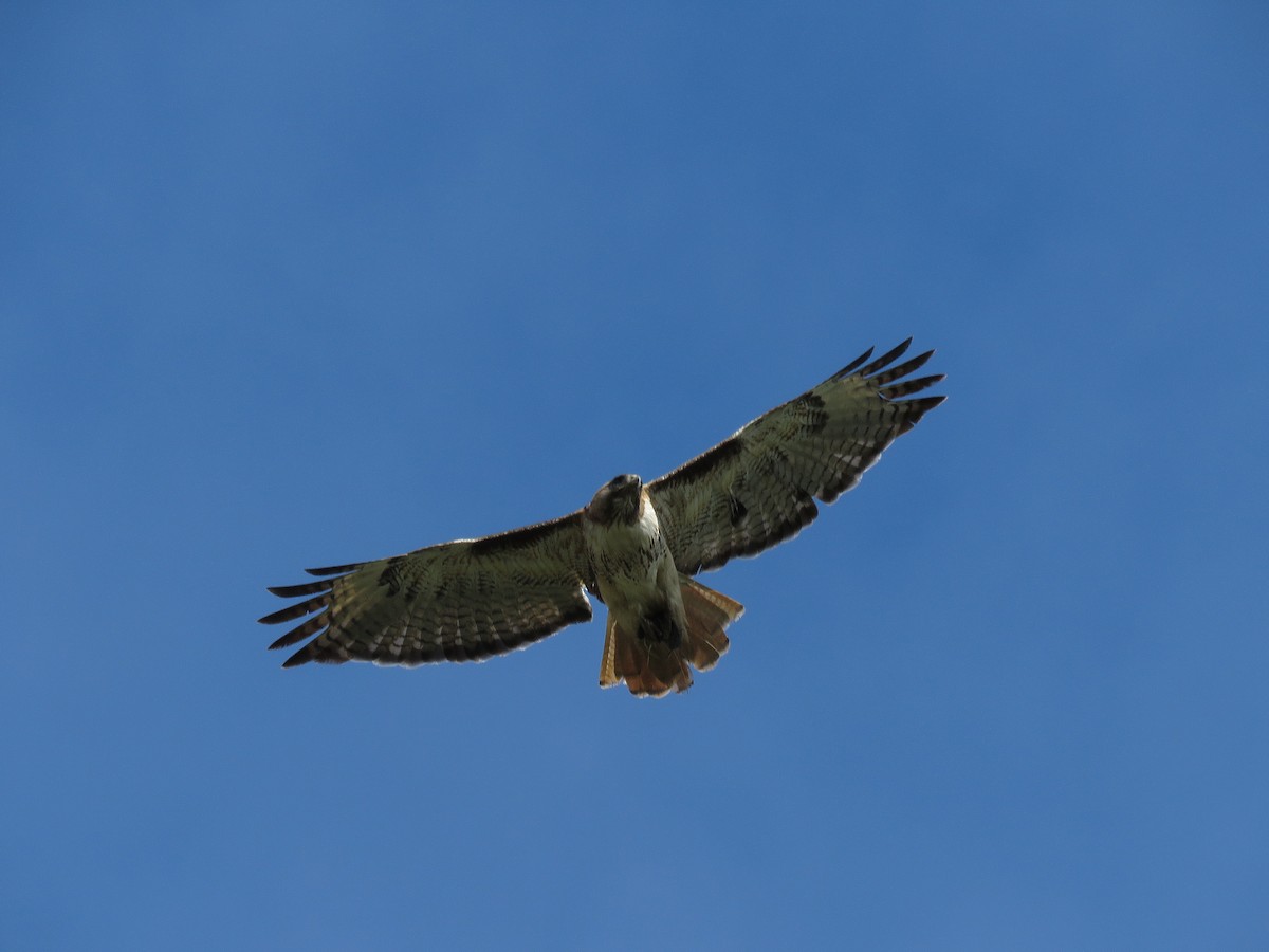 Red-tailed Hawk - Ben Frueh