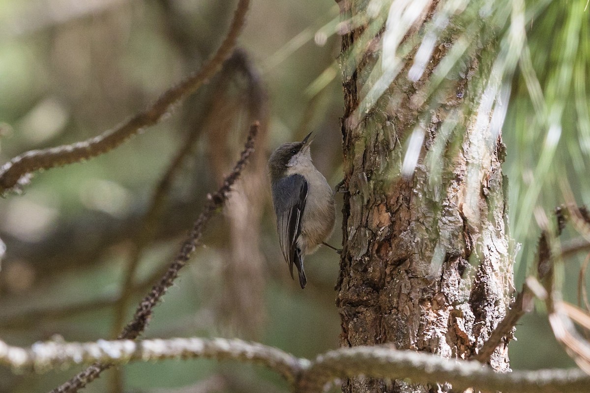 White-breasted Nuthatch - ML161421621