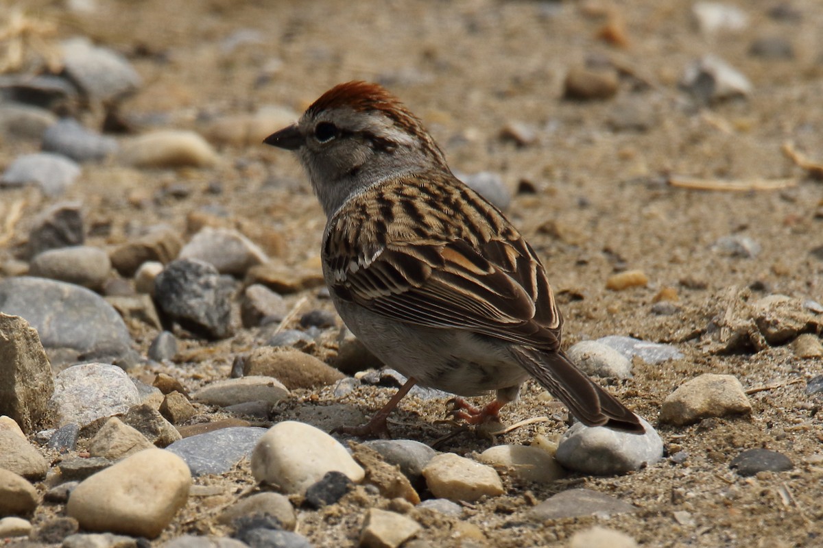 Chipping Sparrow - gord smith