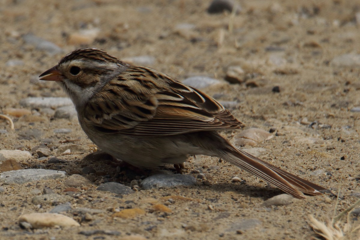 Clay-colored Sparrow - gord smith