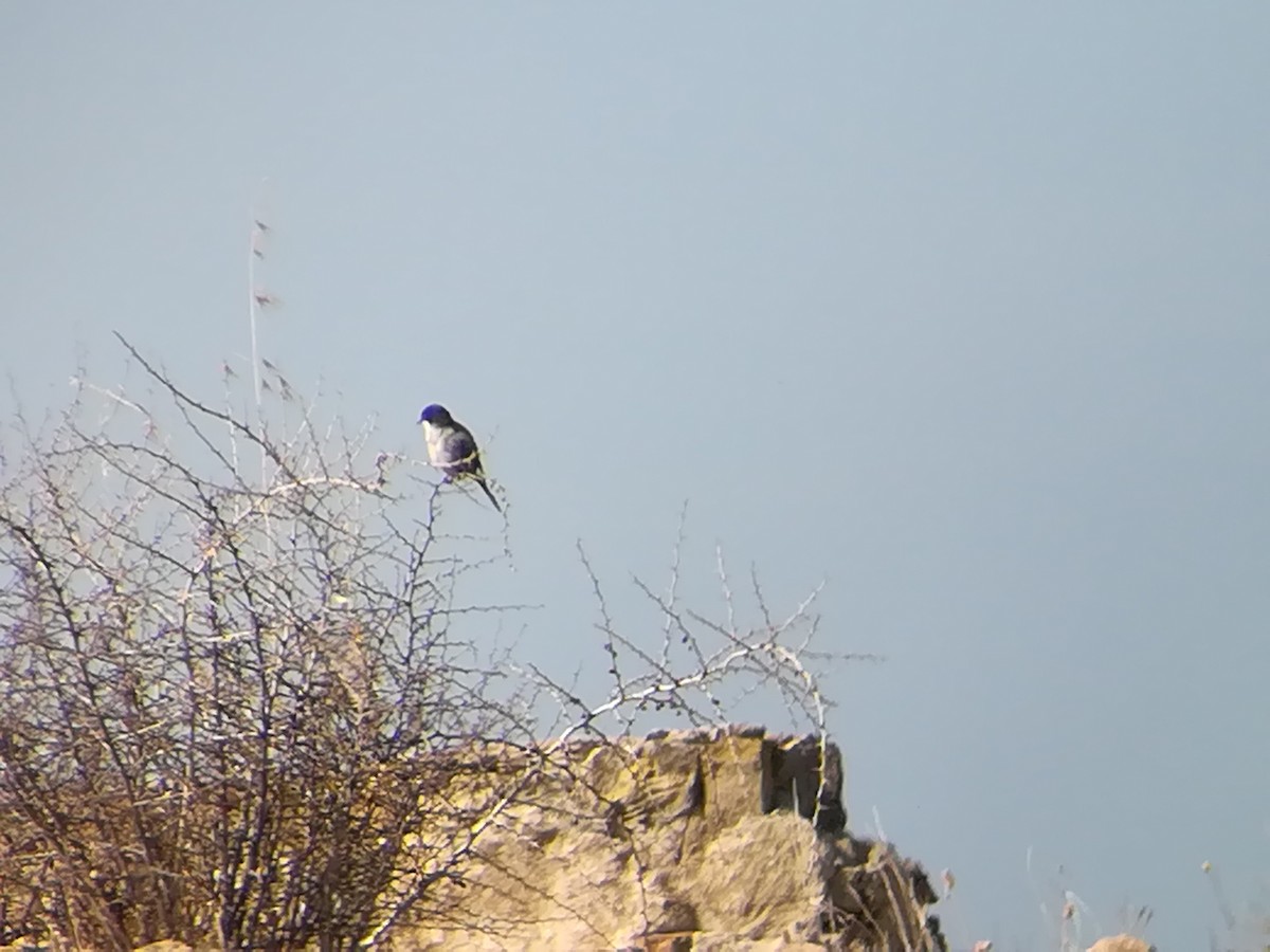 Sardinian Warbler - ML161423461