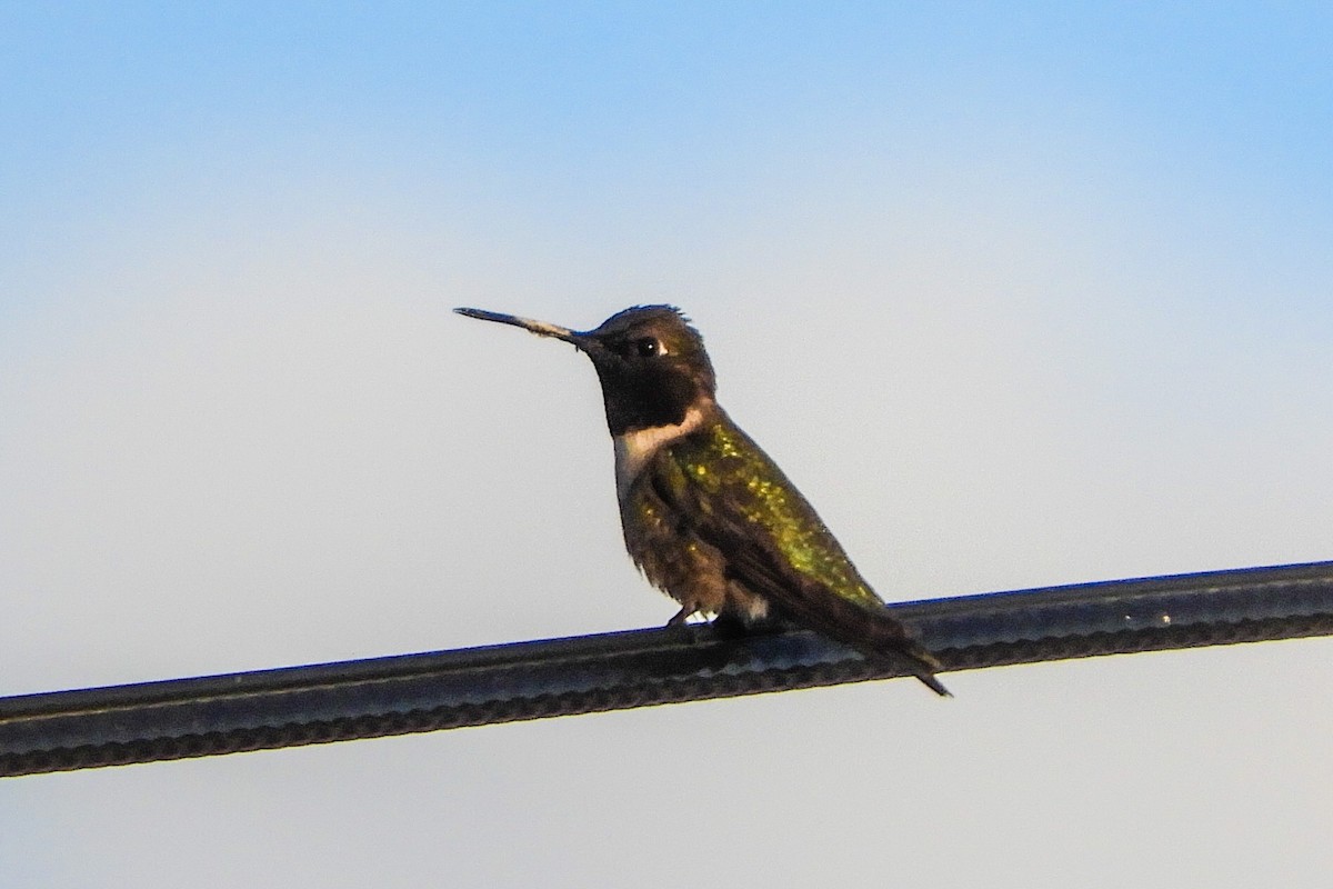 Black-chinned Hummingbird - ML161423541