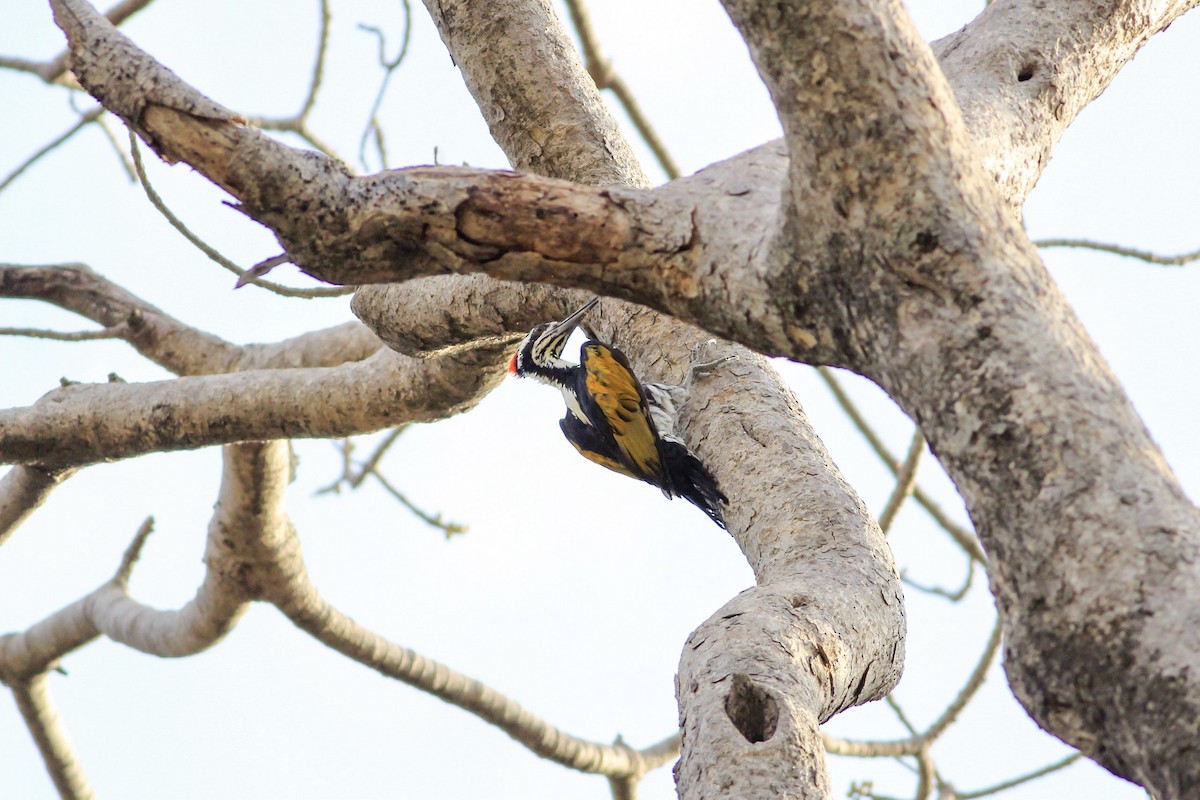 White-naped Woodpecker - ML161425221