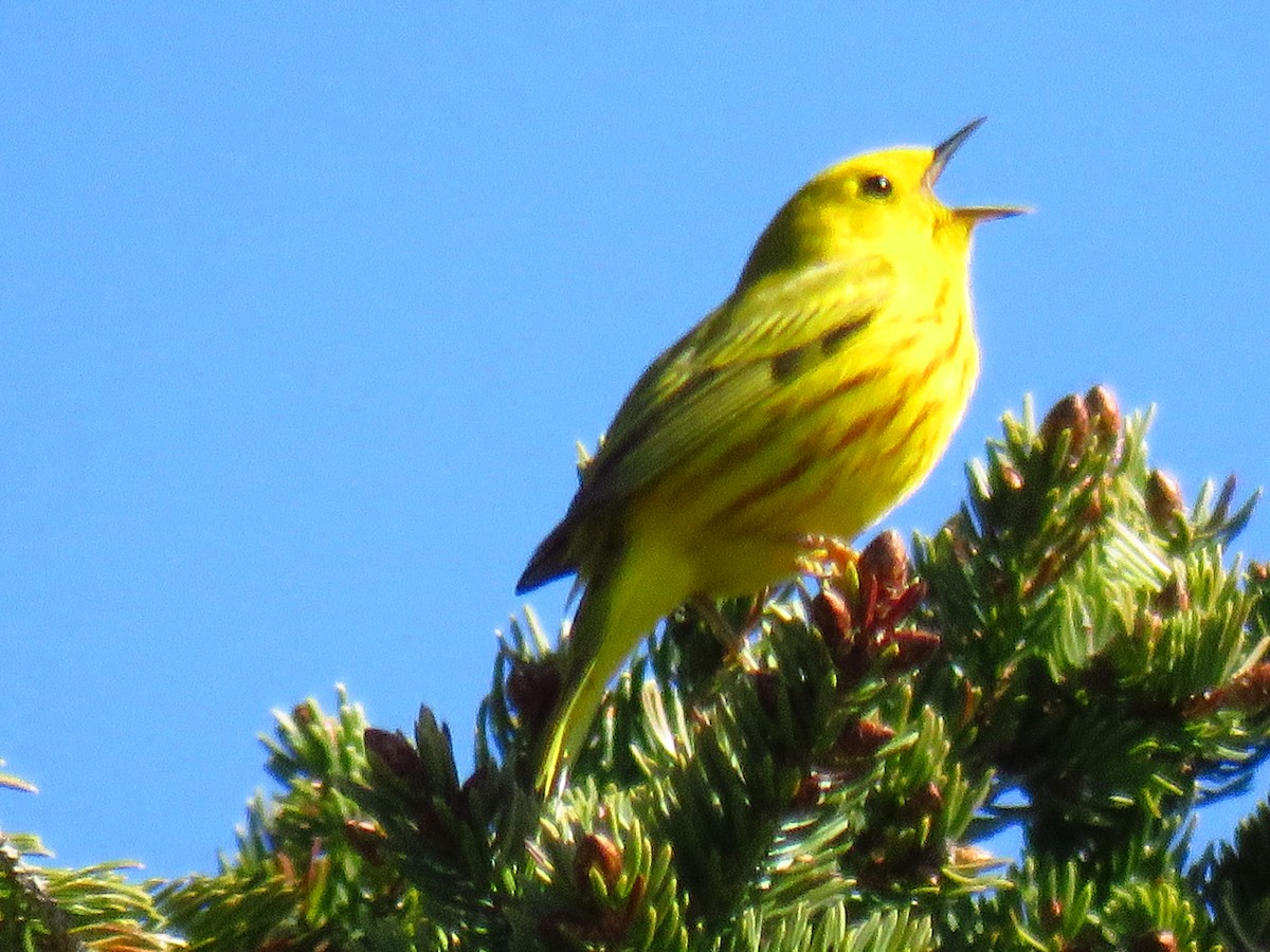Yellow Warbler - Andy de Champlain