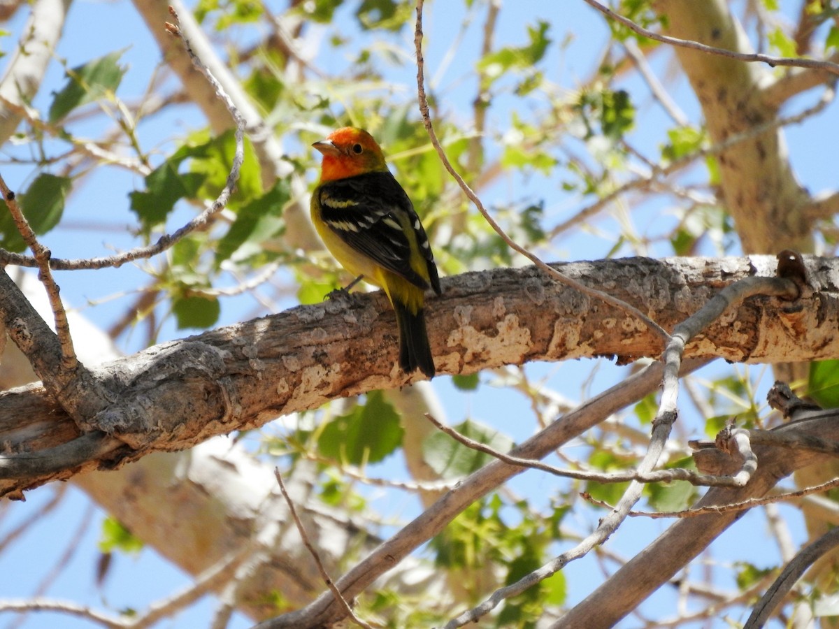Western Tanager - ML161428011