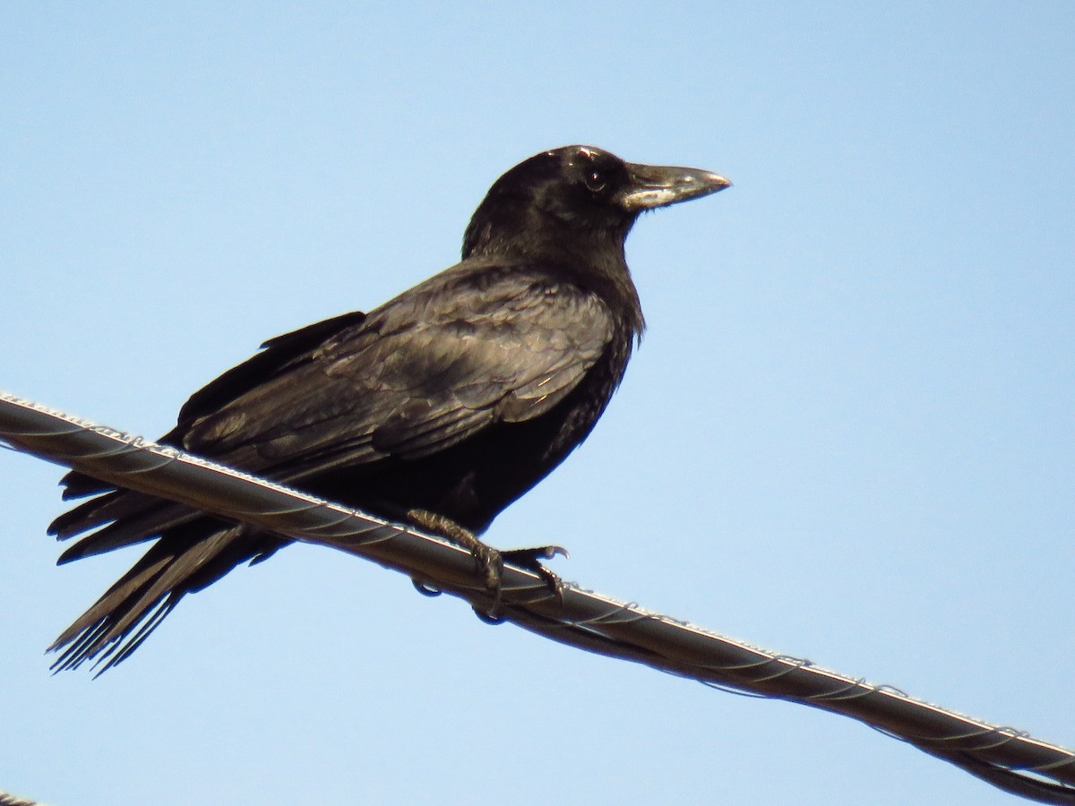 American Crow - ML161428321