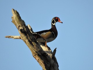 Wood Duck, ML161428381