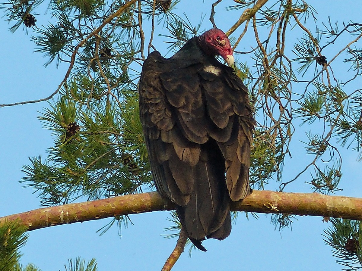 Turkey Vulture - Vincent  T Cottrell