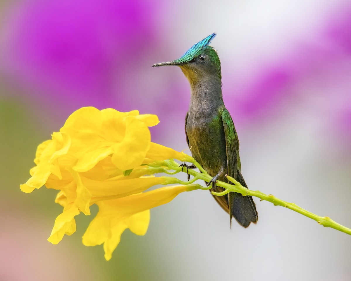 kolibřík chocholatý - ML161437471