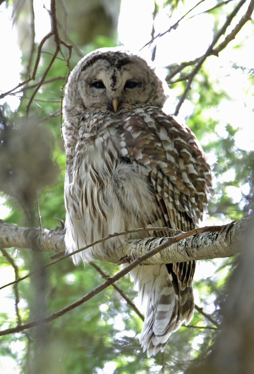 Barred Owl - ML161439481