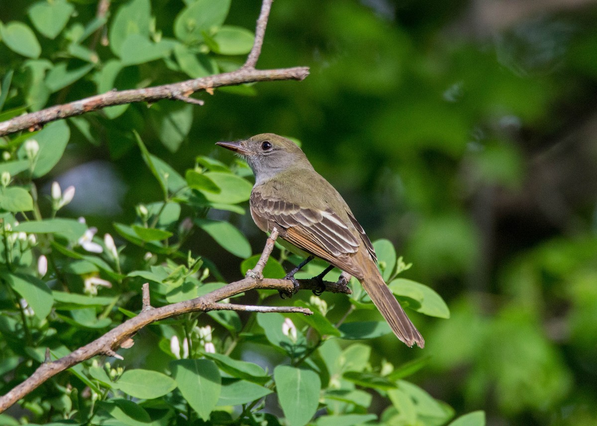 Great Crested Flycatcher - ML161439491