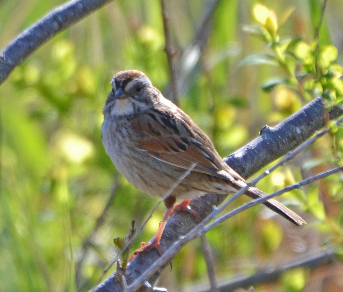Swamp Sparrow - ML161439811