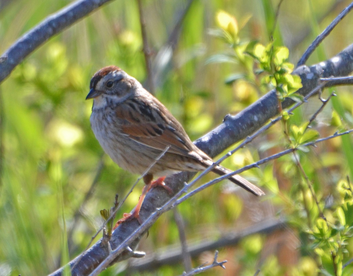 Swamp Sparrow - ML161439821
