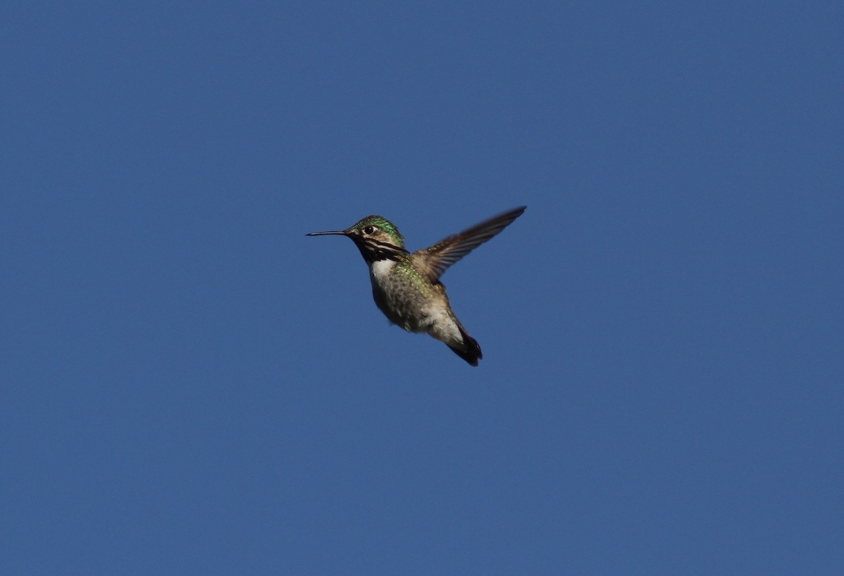 Calliope Hummingbird - ML161442411
