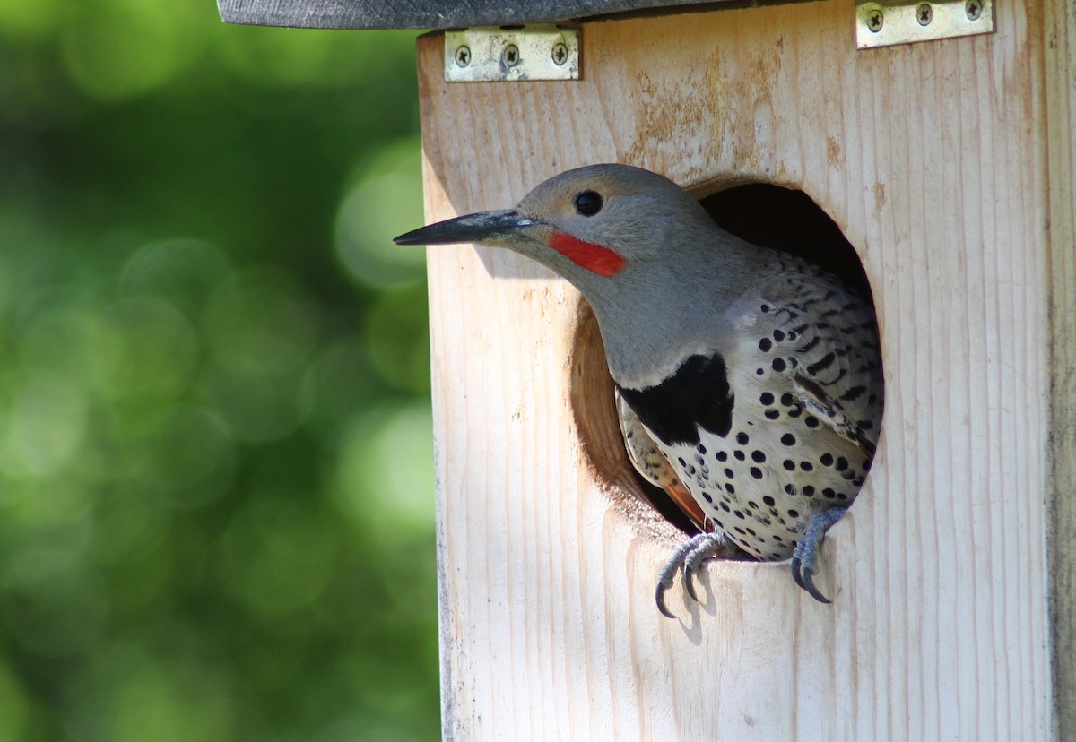 Northern Flicker (Red-shafted) - Jared Peck
