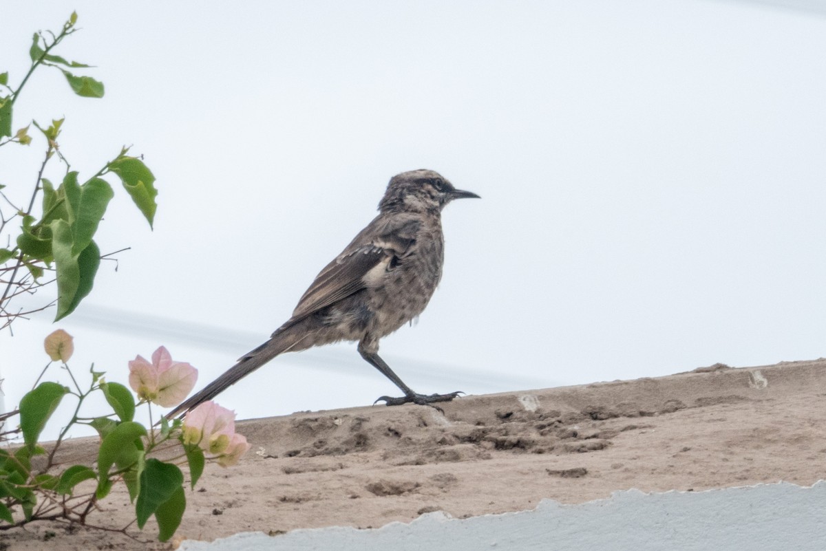 Long-tailed Mockingbird - ML161446691