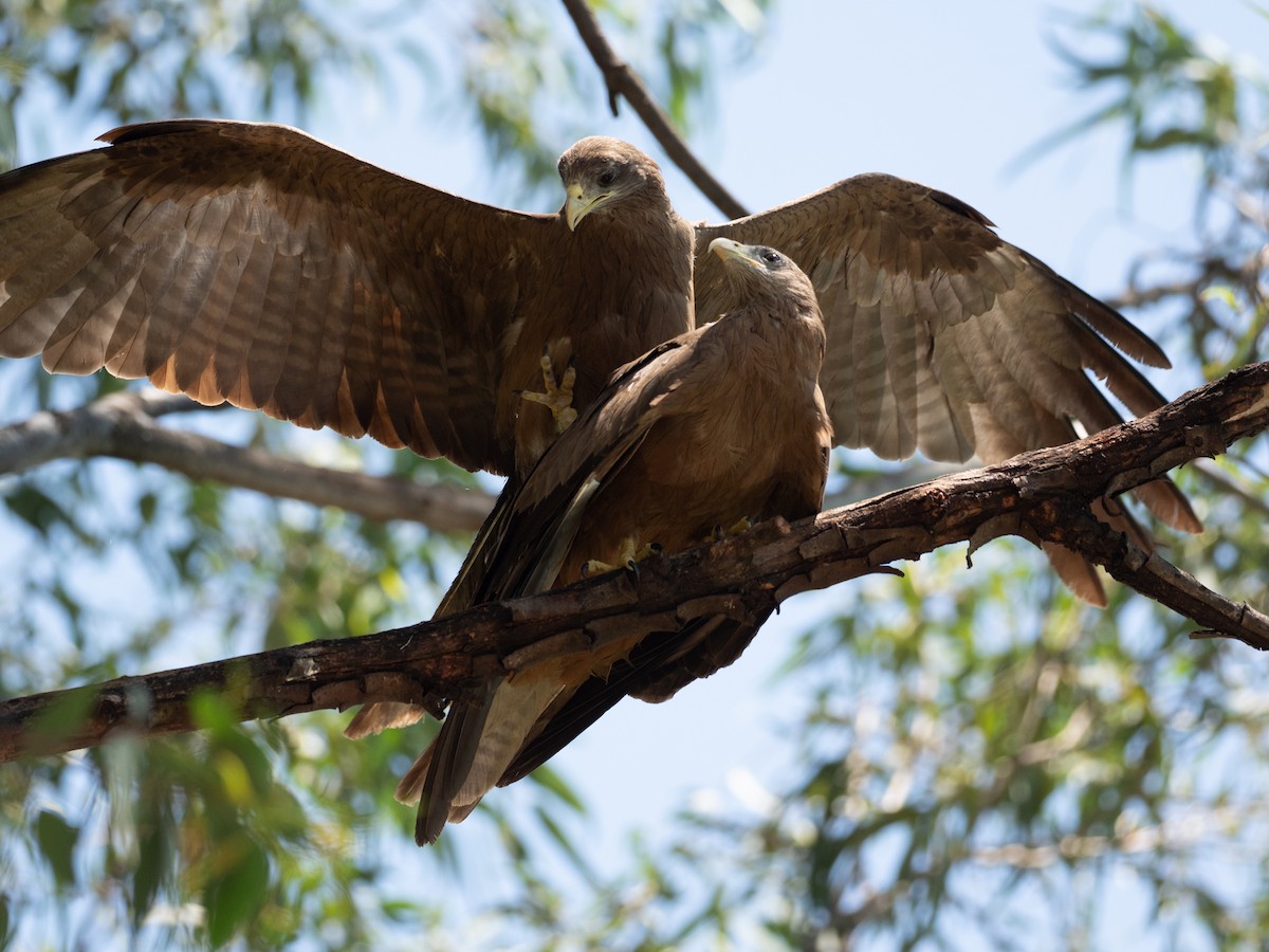 Black Kite (Yellow-billed) - Forest Botial-Jarvis
