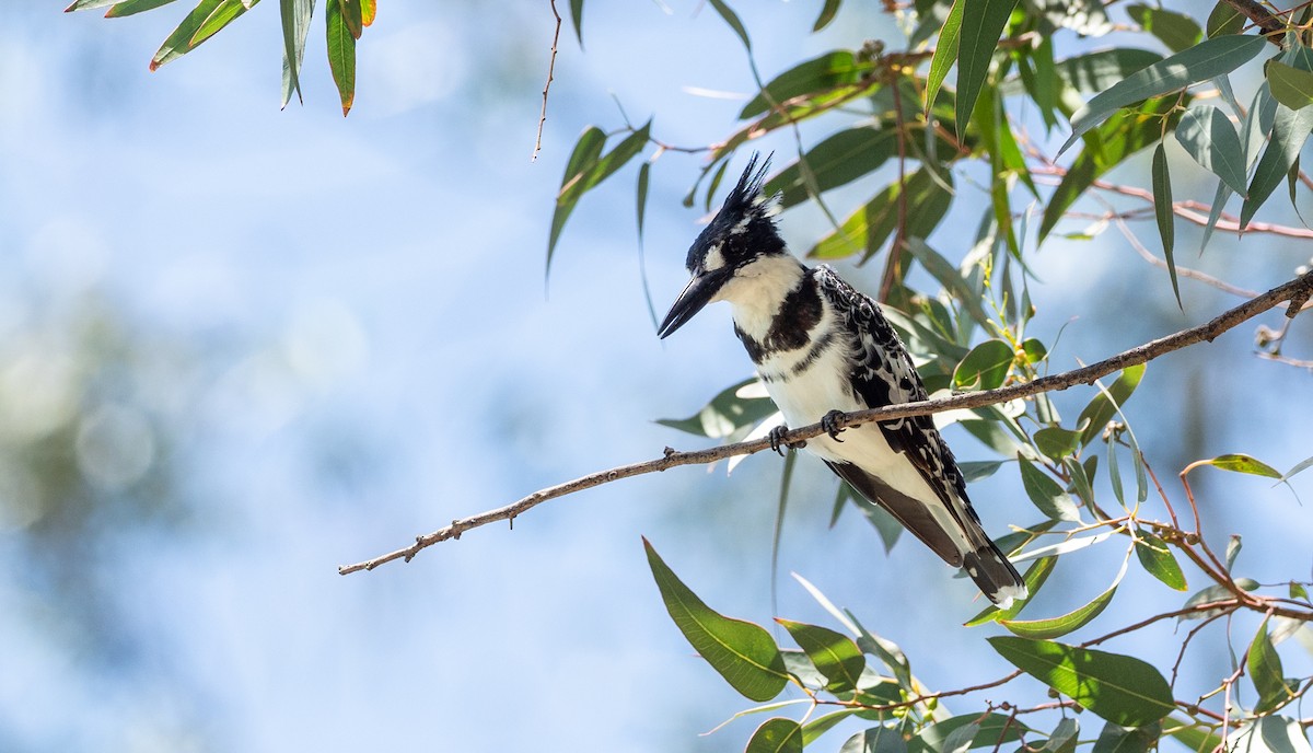 Pied Kingfisher - Forest Botial-Jarvis