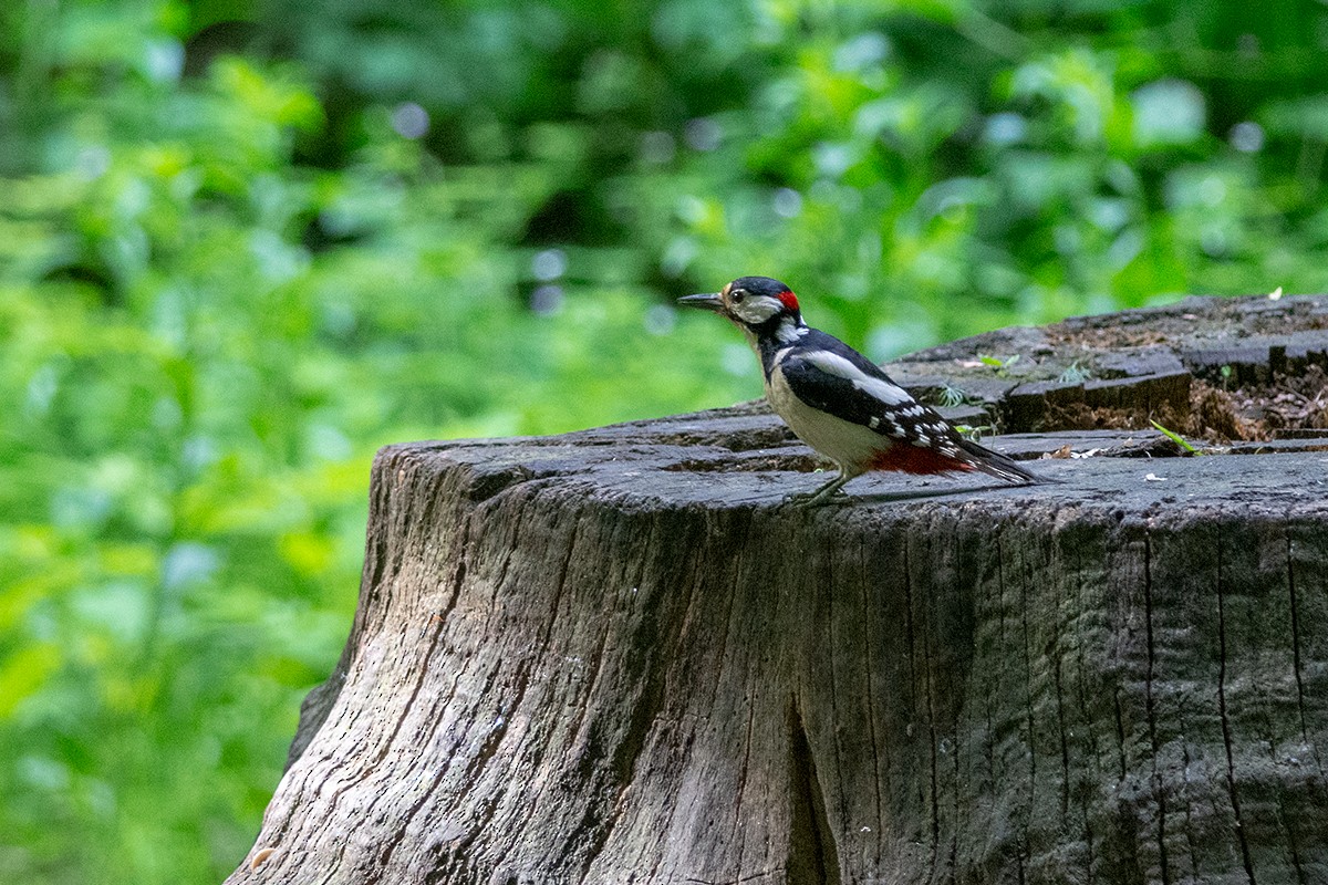 Great Spotted Woodpecker - Sergo Travelian