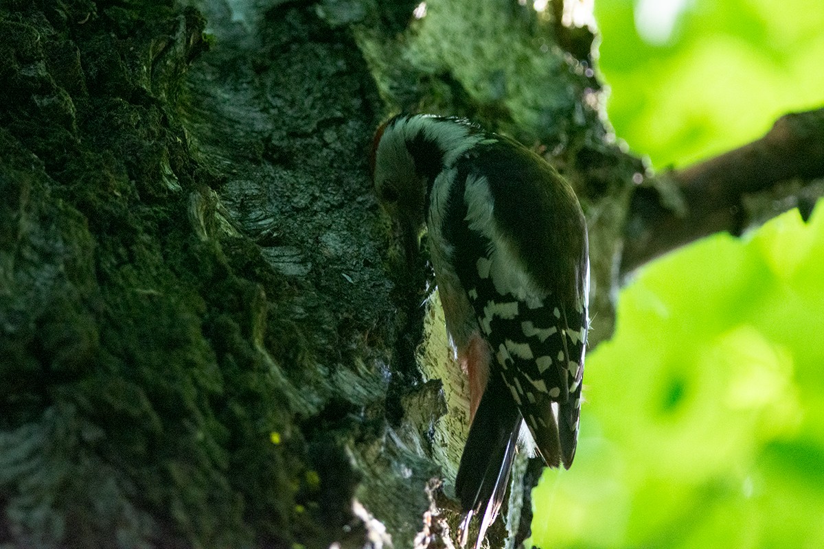 Middle Spotted Woodpecker - Sergo Travelian