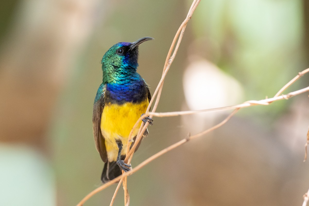 Variable Sunbird - Forest Botial-Jarvis
