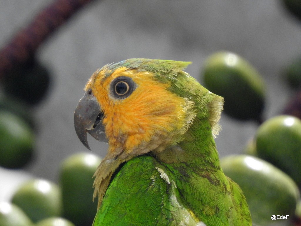 Brown-throated Parakeet - Esther Faria