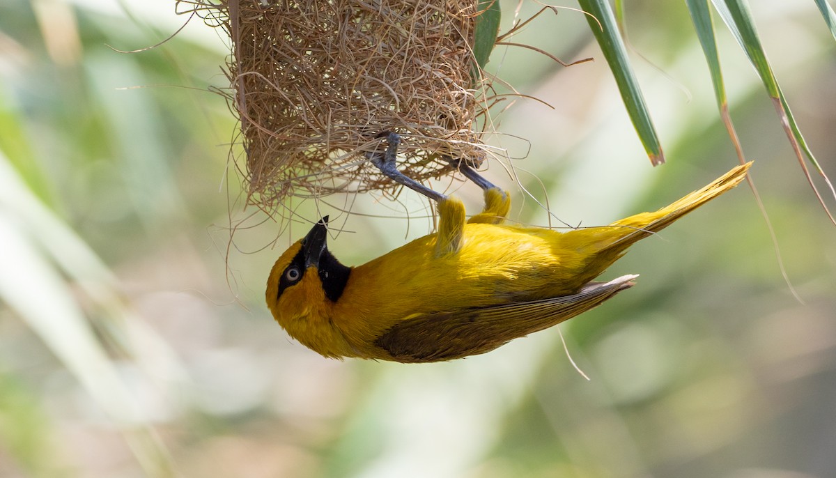 Spectacled Weaver - Forest Botial-Jarvis