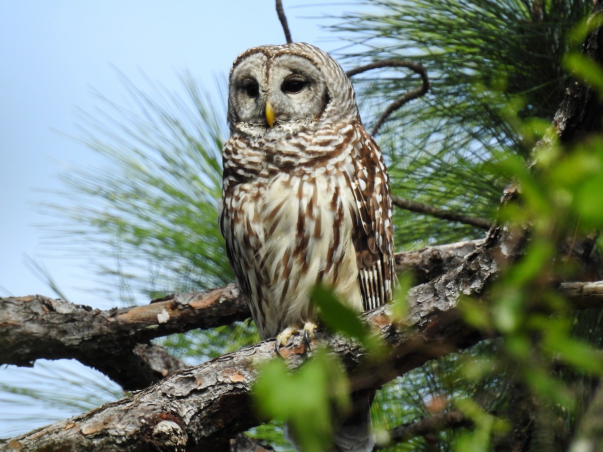 Barred Owl - S. K.  Jones