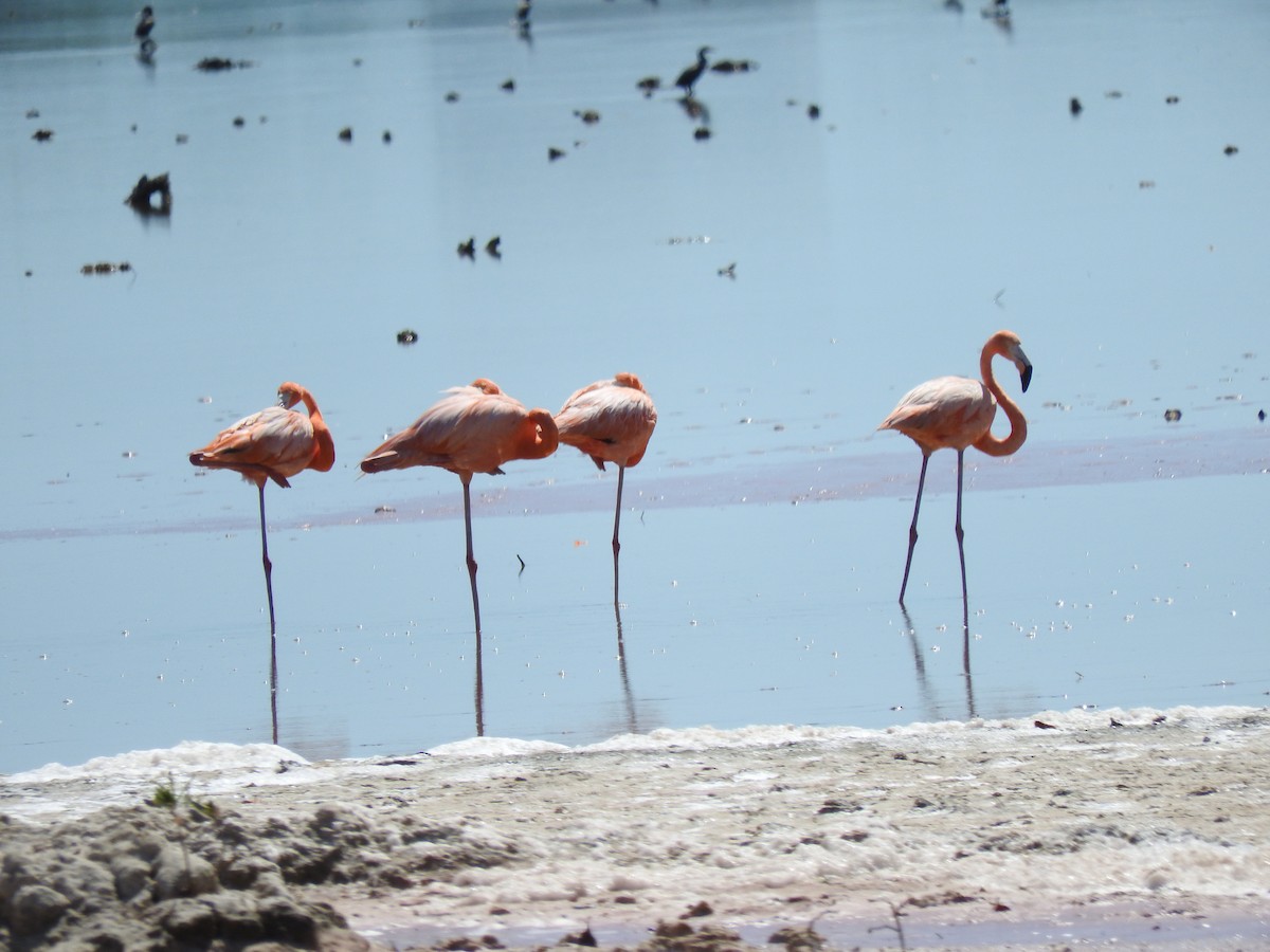 Amerika Flamingosu - ML161460371