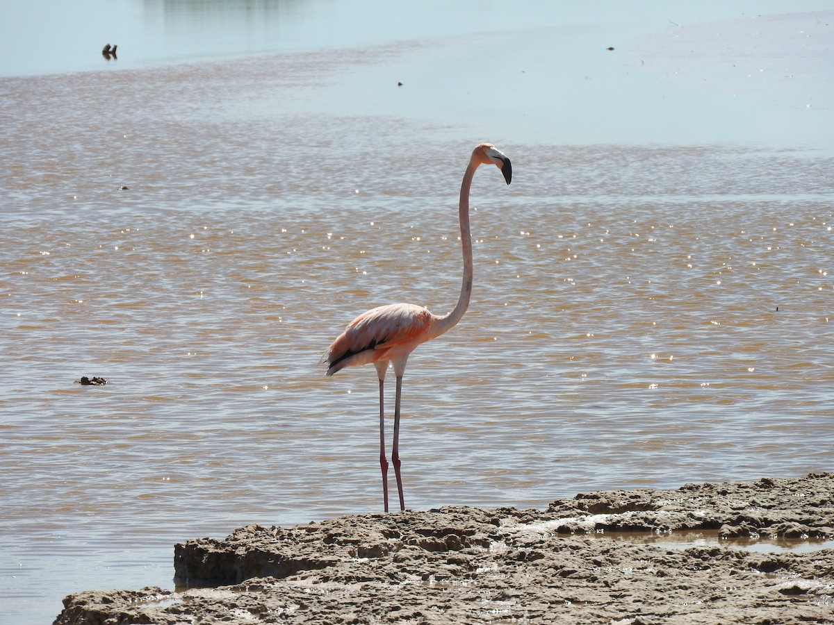 American Flamingo - ML161460391