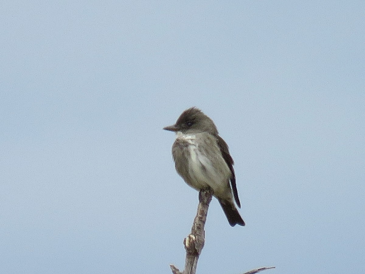 Olive-sided Flycatcher - Anne Moretti