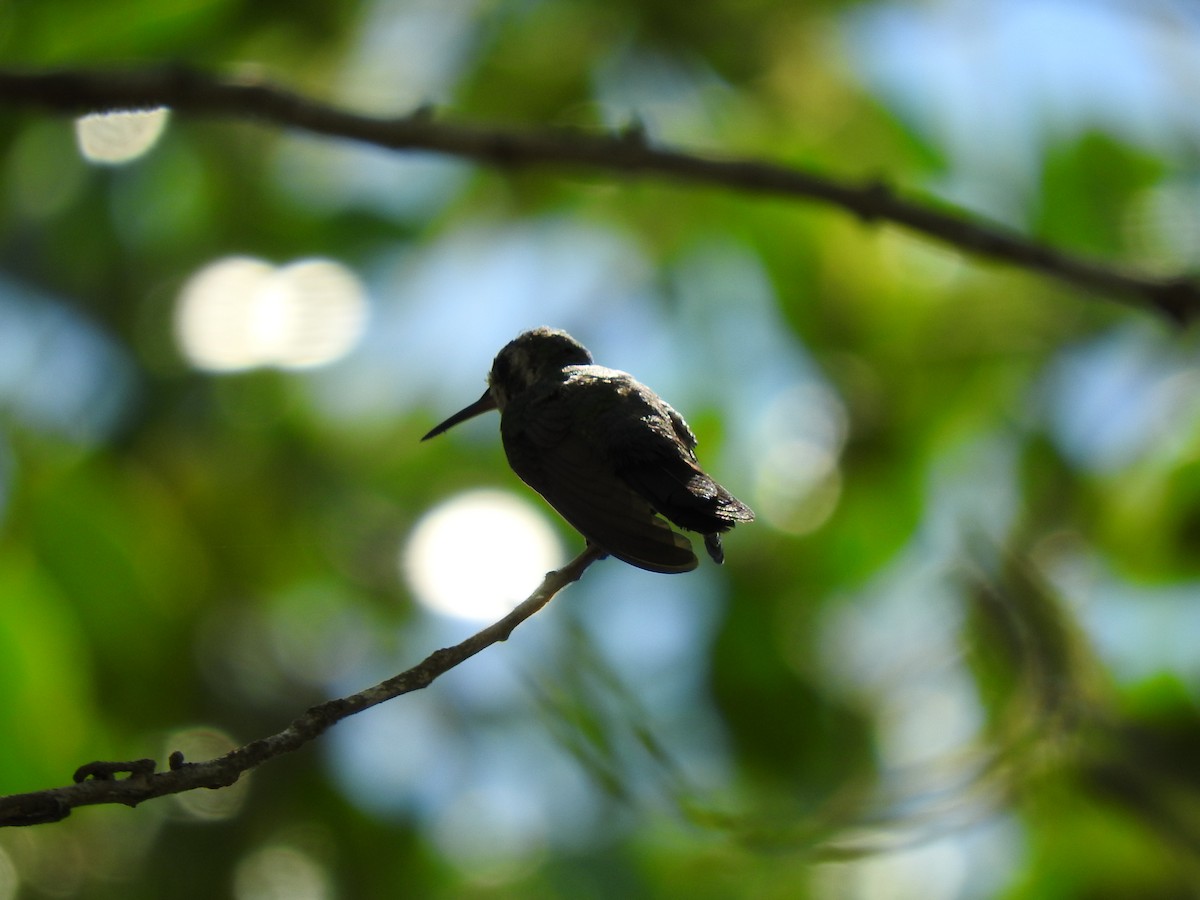 hummingbird sp. - Janet  Guardiola