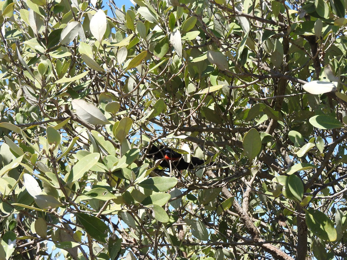 Red-winged Blackbird - ML161464021