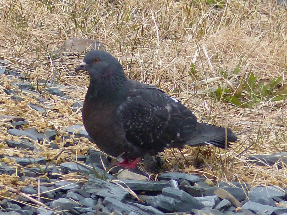 Rock Pigeon (Feral Pigeon) - Coleta Holzhäuser
