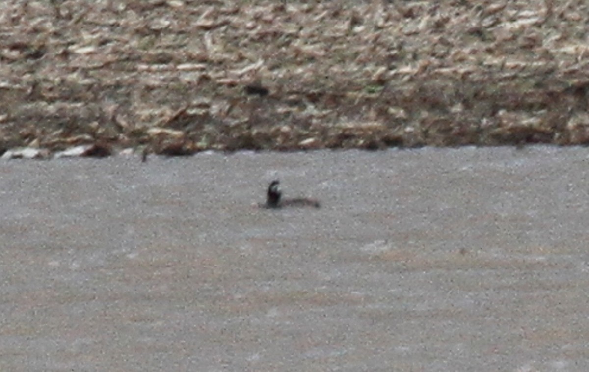 Greater Scaup - ML161466111