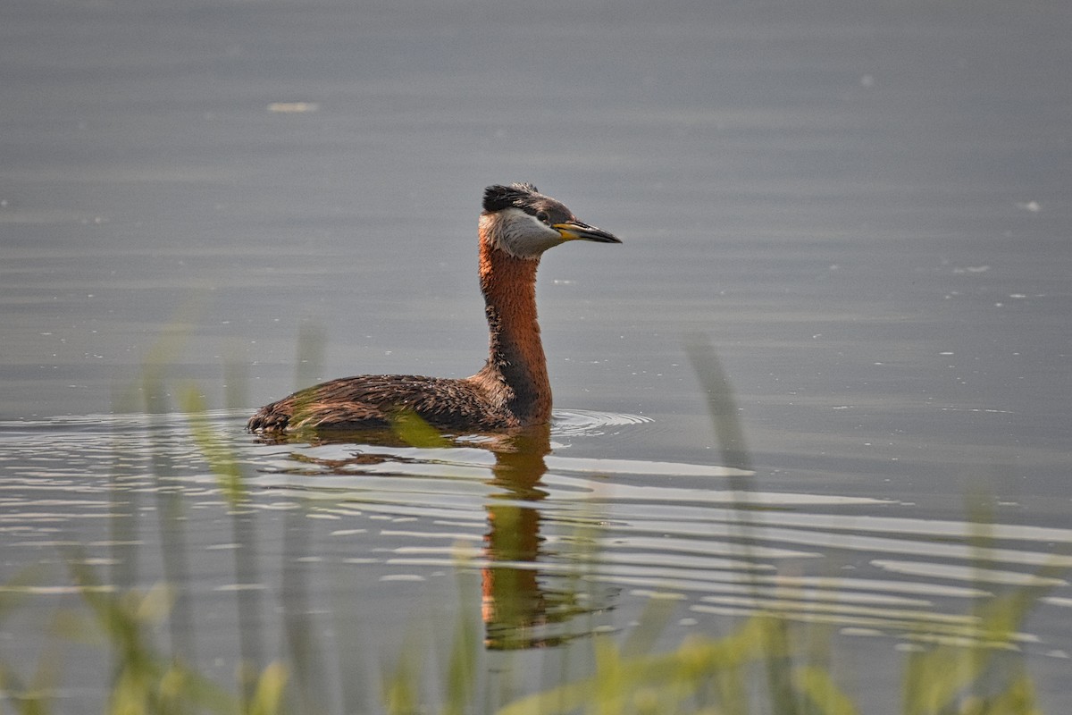Red-necked Grebe - ML161470891