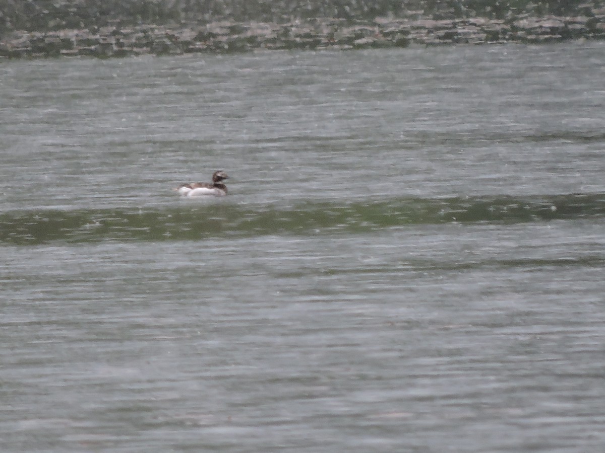 Long-tailed Duck - ML161471241