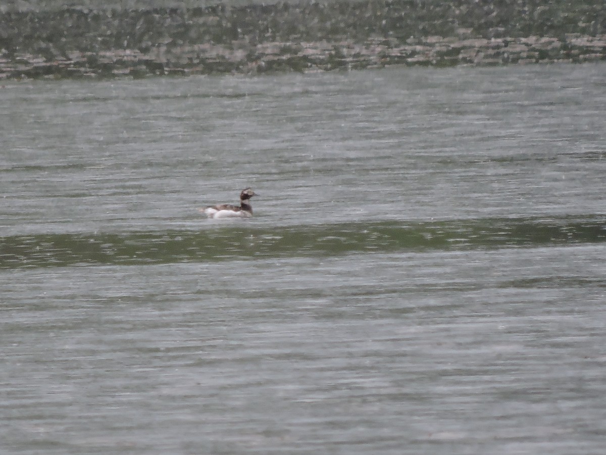 Long-tailed Duck - ML161471251