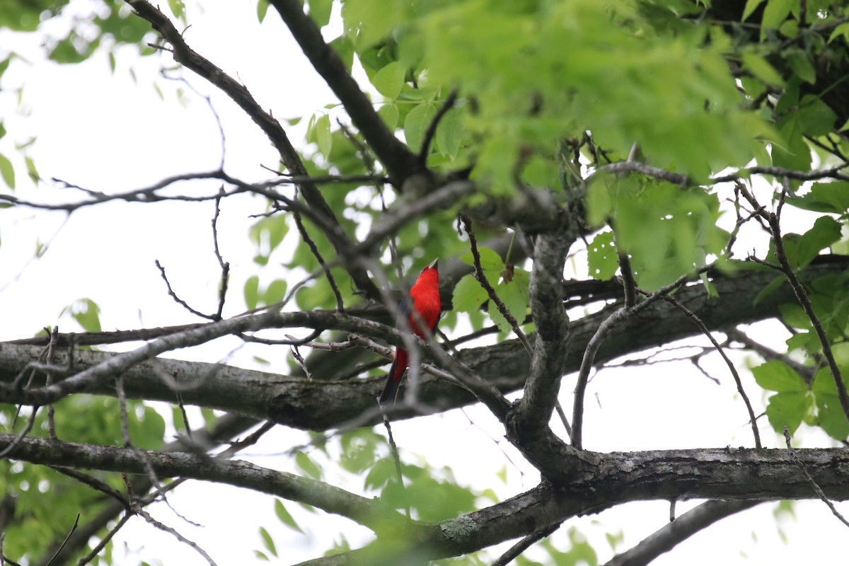 Scarlet Tanager - Natalie Carusillo