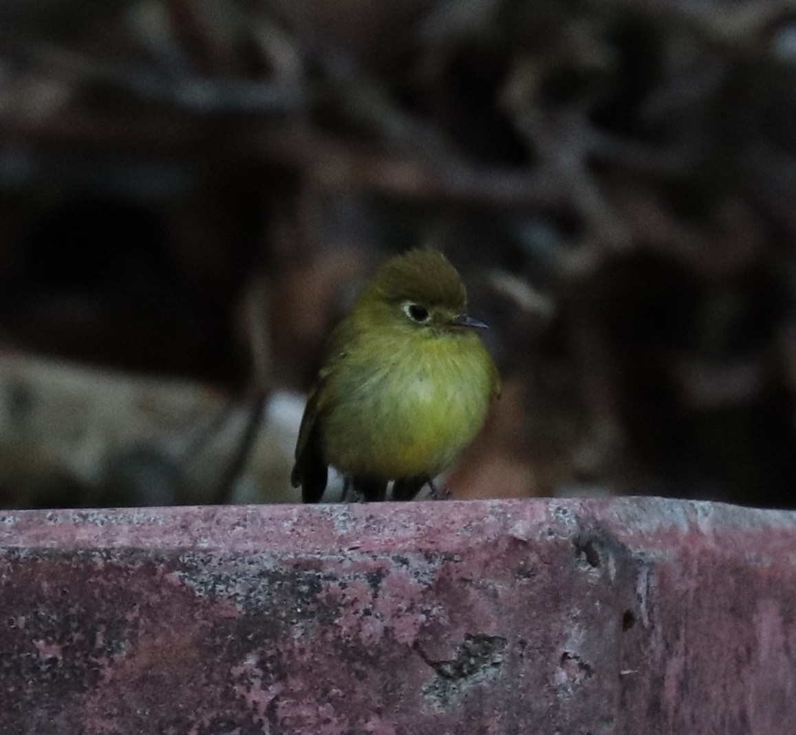 Yellowish Flycatcher - Don Coons