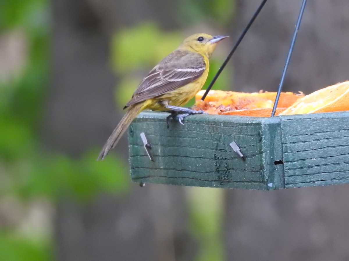 Orchard Oriole - ML161477771