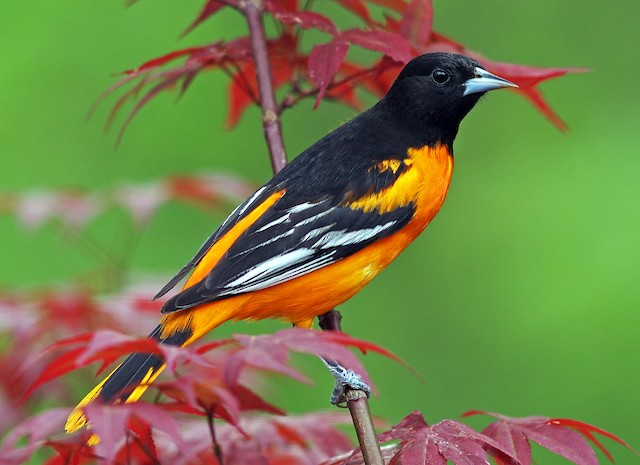 Download Majestic Orange and Black Orioles Bird